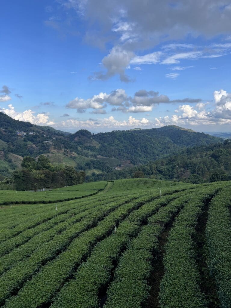 plantations-terrasses-montagnes-asie
